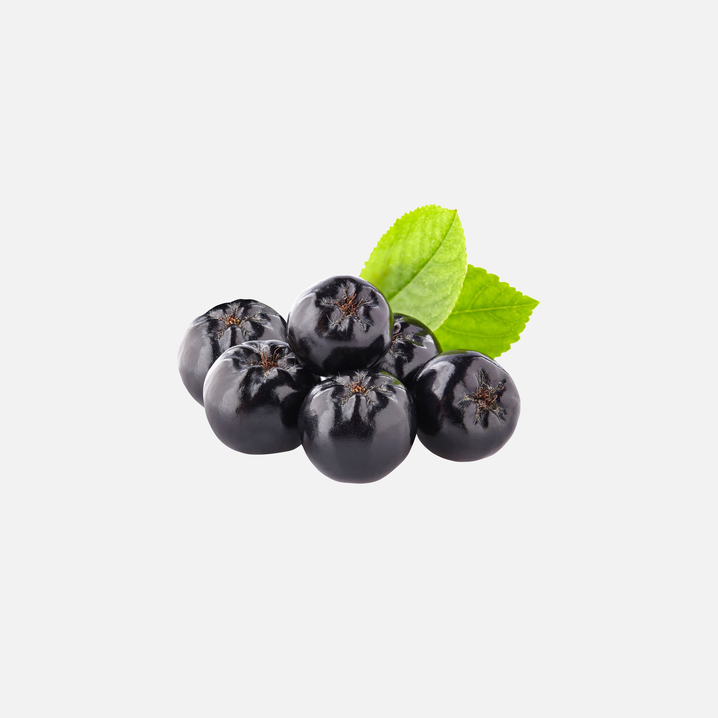 Aronia Treasure